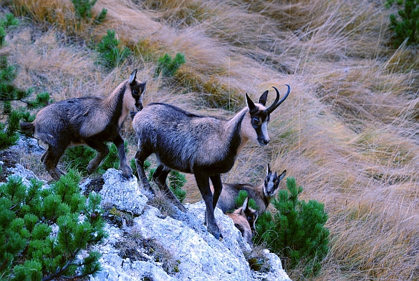 Camoscio d''Abruzzo Rupicapra pyrenaica ornata